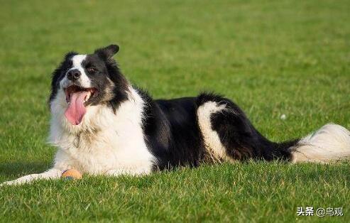 世界狗智商排名（世界狗类智商排行）