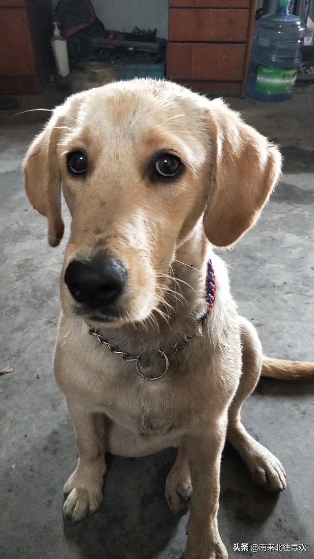 上班族养什么狗最省心（上班族养什么狗最省心不拆家）