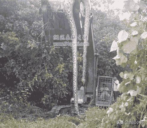 桂平挖蛇事件2009（桂平挖蛇事件是真的吗）