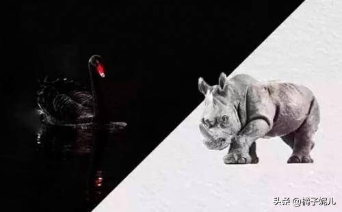 黑天鹅灰犀牛是什么意思（黑天鹅灰犀牛是什么意思蚂蚁）