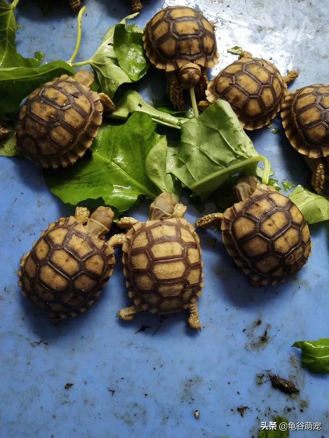 豹纹龟（豹纹龟壳价格多少）