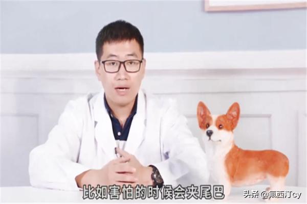 微笑狗 可爱（微笑狗 可爱 搞笑图片）